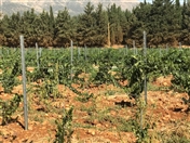 Outdoor Ksara Grape Harvesting Weekend Lebanon