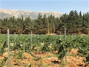 Outdoor Ksara Grape Harvesting Weekend Lebanon