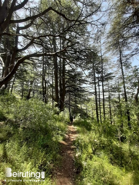 Outdoor Hiking at Tannourine Cedar Forest Lebanon