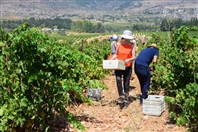 Chateau Kefraya Bekaa Outdoor La Journée des Vendangeurs Lebanon