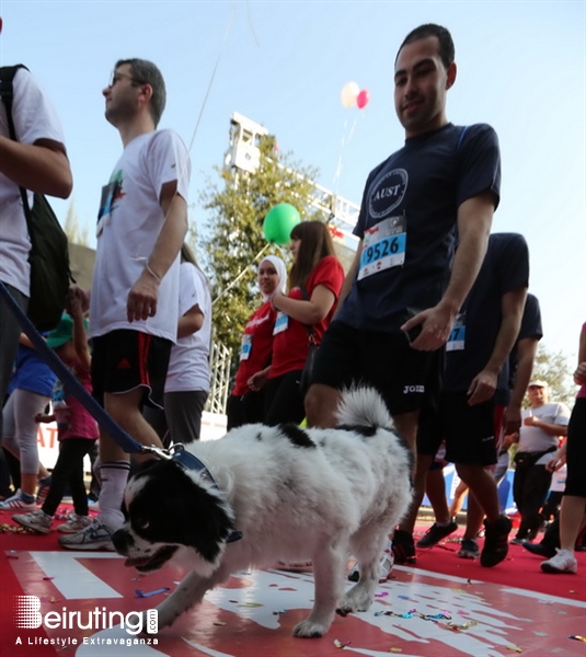 Activities Beirut Suburb Social Event Beirut Marathon 2013 Lebanon