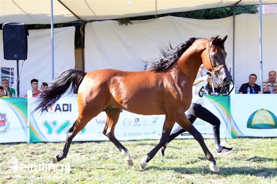 Social Event HH Sheikh Mansoor-supported Horse Show in Lebanon Lebanon