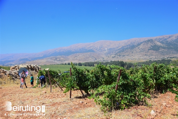 Chateau Kefraya Bekaa Outdoor La Journée des Vendangeurs Lebanon