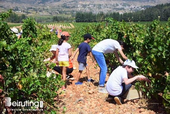 Chateau Kefraya Bekaa Outdoor La Journée des Vendangeurs Lebanon