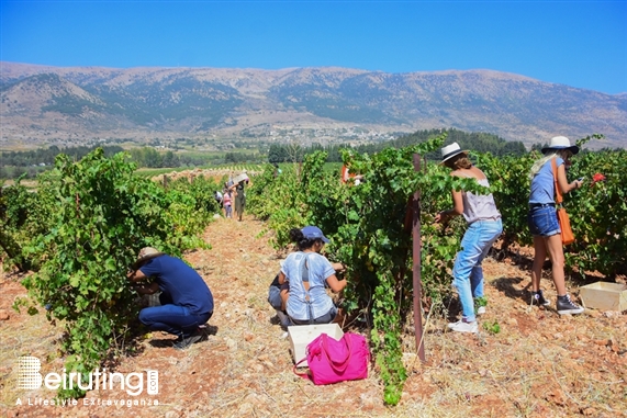 Chateau Kefraya Bekaa Outdoor La Journée des Vendangeurs Lebanon