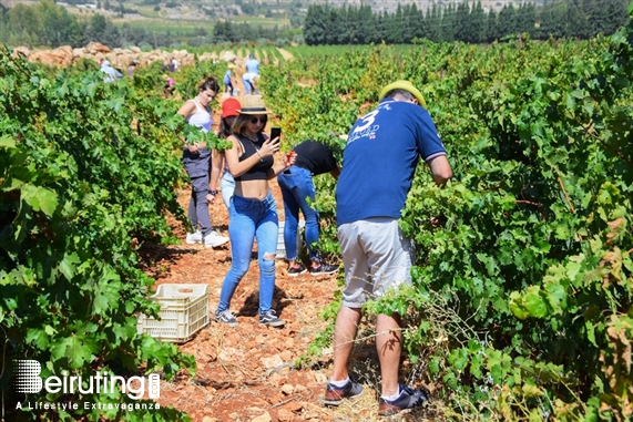 Chateau Kefraya Bekaa Outdoor La Journée des Vendangeurs Lebanon