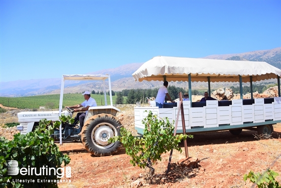 Chateau Kefraya Bekaa Outdoor La Journée des Vendangeurs Lebanon