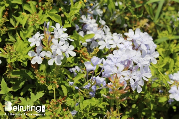 The Backyard Hazmieh Hazmieh Outdoor The Backyard Hazmieh on Sunday Lebanon