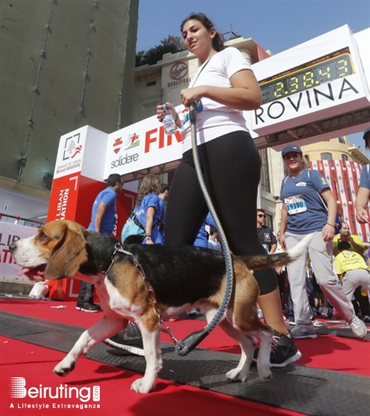 Activities Beirut Suburb Social Event Beirut Marathon 2013 Lebanon