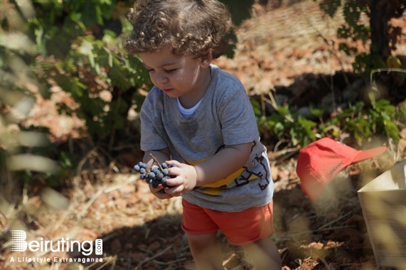 Chateau Kefraya Bekaa Outdoor Journée des Vendangeurs 2019 Lebanon