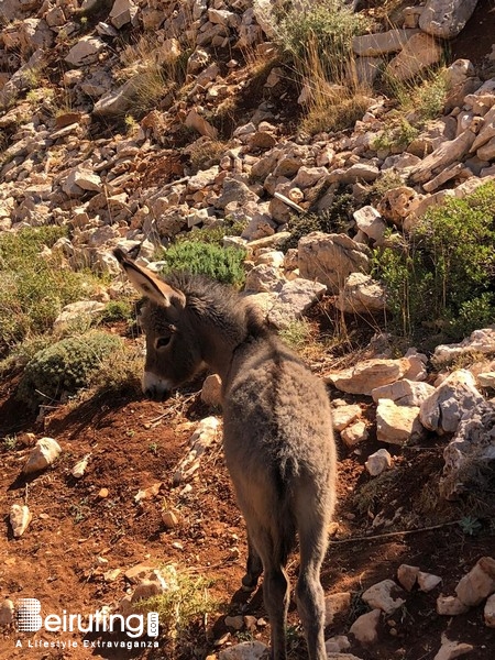 Outdoor Hiking at Tannourine Cedar Forest Lebanon